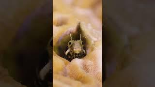 Tiny blenny fish in a brain coral #shorts