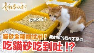 狂吃貓砂是怎樣 !? 貓砂全種類試用測評，獲得意外的結論！【養貓要知道】EP3