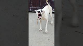 "Aggressive Dog Sound | Real Barking Warning | #shorts"