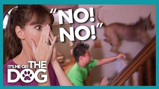 Out of Control Dog Tears Through House and Bullies their Owner! | It's Me or the Dog