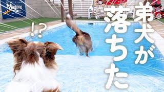 弟犬がプールに落ちてしまい心配でそわそわしちゃうお姉ちゃん犬【ボーダーコリー・オーストラリアンシェパード】