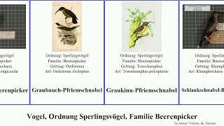 Vogel, Ordnung Sperlingsvögel, Familie Beerenpicker bird Passeriformes Graubauch-Pfriemschnabel