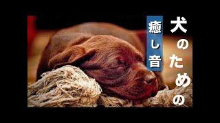 【犬用の音楽】子犬から老犬まで！ストレスを減らす音楽