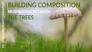 Building a forest composition - mushroom photography