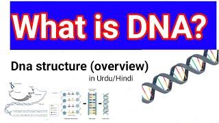 What is DNA? | DNA structure Explanation in Urdu | DNA(Nucleic Acid) in Urdu/Hindi