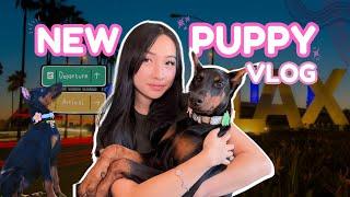 NEW DOBERMAN PUPPY VLOG