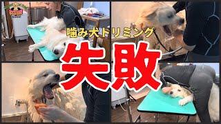 〚衝撃〛トリミングで大型犬噛み犬に飛ばされる！グレートピレニーズの噛み犬トリミング