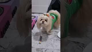 تو هرکاری کمک میکنه،فقط خنده ی لونا #dog #shortvideo #puppy #حیوانات #pets