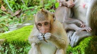 So Friendly Baby Monkey Jason