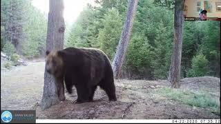 Trail Camera Movie Night Zoom Presentation with Luke Lamar (SVC)