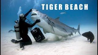 Sharks of Tiger Beach