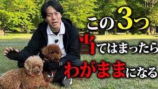 【犬しつけ】愛犬がわがままになる飼い主の特徴をドッグトレーナーが解説します