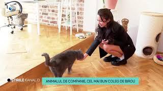 Stirile Kanal D - Animalul de companie, cel mai bun coleg de birou! | Editie de pranz