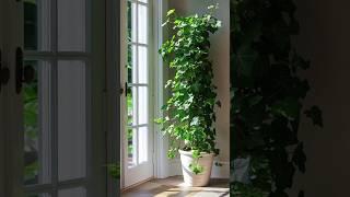 Las siete plantas más usadas en interiores | Decorando con yoli