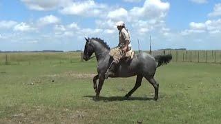 CABALLO MORO GARANTIDO COMPLETO - $1.560.000 - LOSEQUINOS.COM