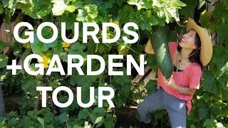 Secrets to Growing Lots of Gourds, Garden Tour