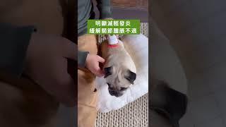  Photizo 寵物光療儀 · 保養康復新選擇   非入侵式紅光＋近紅外光，操作簡單  加速傷口癒合，減輕骨關節痛  放鬆緊張肌肉、提升運動前暖身與事後回復  記得 Follow 我哋 ，
