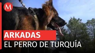 Arkadas, perro donado por Turquía, continúa su entrenamiento durante su cumpleaños