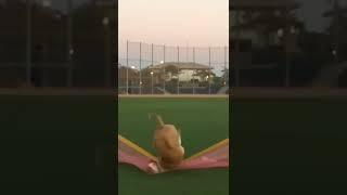 우리 강아지 노안이?. Funny dog video. https://www.youtube.com/watch?v=Pmb2ji5O7vg