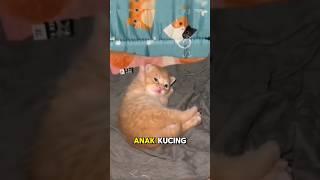 The Cutest Kitten #cat #catlover #shorts