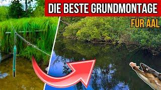 Die BESTE Grundmontage für Aale am Fluss und See!  - Aalangeln im Sommer 2024