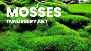 Buy 1 Get 1 Free + Extra 10% Off! Mosses - TN Nursery