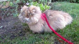 13 01 16 Persian kitty, Gypsy Rose, in her new walking jacket