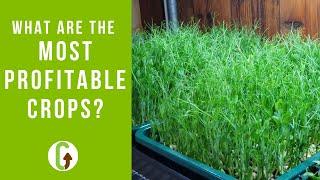 Which Are The Most Profitable Crops To Grow? [& Why There's No Easy Answer!] | GroCycle