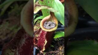 This Pitcher Plant ate my Hamster ️ #nepenthes #carnivorousplants #pitcherplant