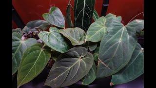 Rare Anthurium Import Part Two From Indonesia. How To Acclimate Your Imports. Update On Plants