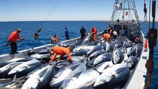 Unbelievable Longline Fishing Tuna - How Fishermen Catch Millions of Tuna Using Longline Fishing