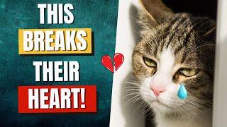 12 Everyday Things That Hurt Your Cat's Feelings