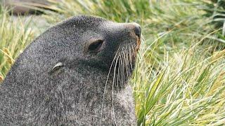 Why Are There Too Many Fur Seals in South Georgia? | BBC Earth