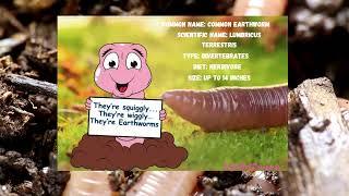 My First Earthworm Book 30 pages printable Worms for Toddlers Education pages