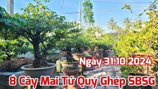 Ngày 31/10 - Bán 8 Cây Mai Tứ Quý Ghép SBSG