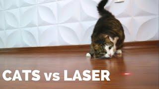 Cats vs Laser Pointers