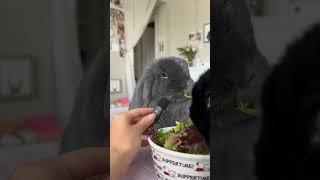 Bunny asmr #bunnies #bunnies