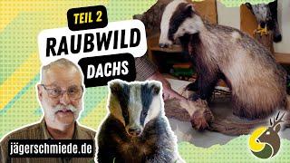 Raubwild (Teil 2): Dachs  Werde fit für deine Jagdprüfung!