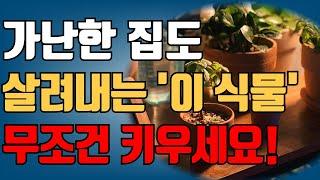 [식물 풍수] 망한 집도 살려내는 식물, 집에두면 돈이 쌓입니다!