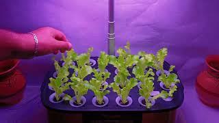 How to set up LePot Hydroponi Growing System and harvest vegetables? by DIY & GARDEN WITH BIBI