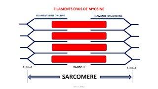 La contraction musculaire : fibre musculaire, sarcomère, complexe actine-myosine