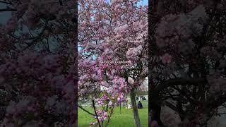 Spring in London  #shorts #london #spring #springinlondon #cherryblossom