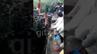 The forest workers gave up the strike to Rescued the Asiatic lion that had fallen into the well