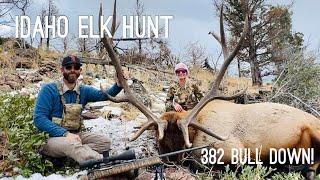 Idaho Elk Hunt 382" Bull Antler Trader