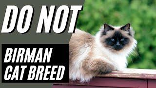 7 Reasons You SHOULD NOT Get a Birman Cat