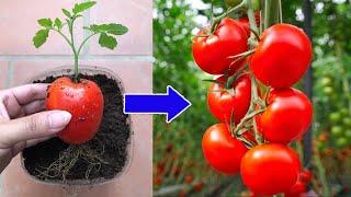 You won't believe it when you see this. You can propagate any plant at home | Relax Garden