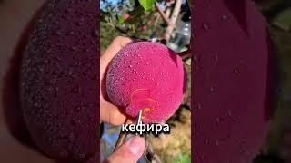 Растения не росли, пока я не полил этим — теперь даже черви вернулись!