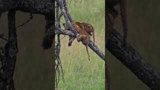 Instincts of Survival: How Young Lion Cubs Escaped the Peril of a Buffalo Encounter