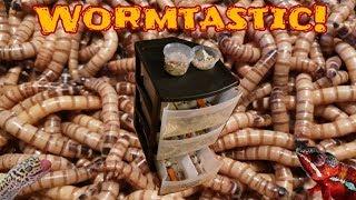 How I Set Up, Keep & Breed Superworms & Mealworms | Step By Step Super & Mealworm Set Up | DIY Worms