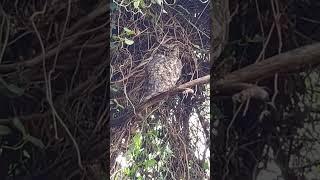 Miss Doc Holiday: The Owl Who Chose Sanctuary Over the Wild  #owls   #owlrescue #owlconservation